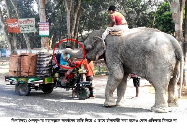 ঝিনাইদহ সার্কাসের হাতি দিয়ে চাঁদাবাজি