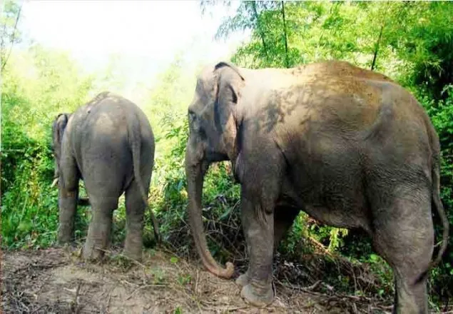 বন্যহাতির আক্রমণে জামাই-শ্বশুর নিহত