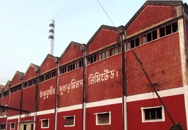 ঠাকুরগাঁও চিনিকলে আখ মাড়াই শুরু