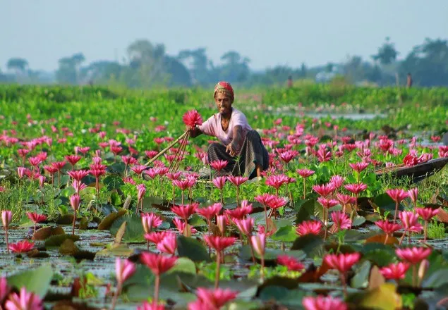 কুষ্টিয়ায় হারিয়ে যাচ্ছে লাল শাপলা