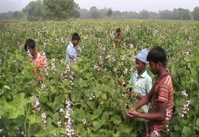 পলাশবাড়ী শিম চাষে সাফল্য