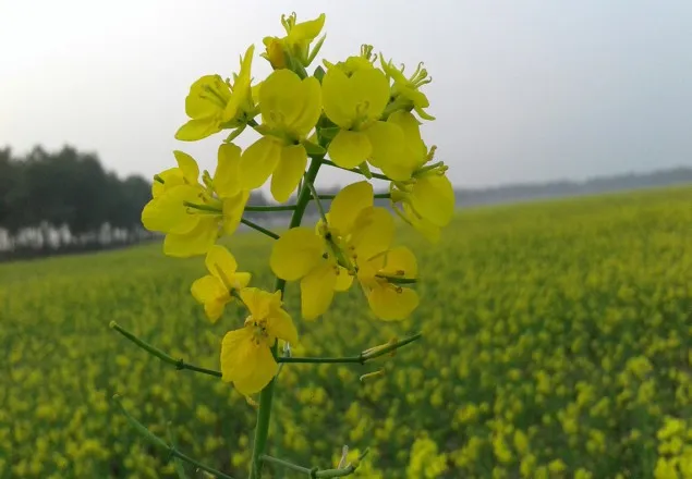 কুষ্টিয়ায় সরিষার চাষ বেড়েছে