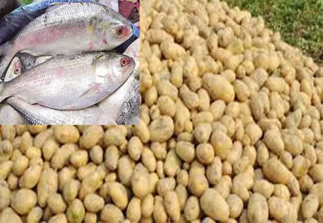 ৮ মন আলুতে ১ কেজি ইলিশ
