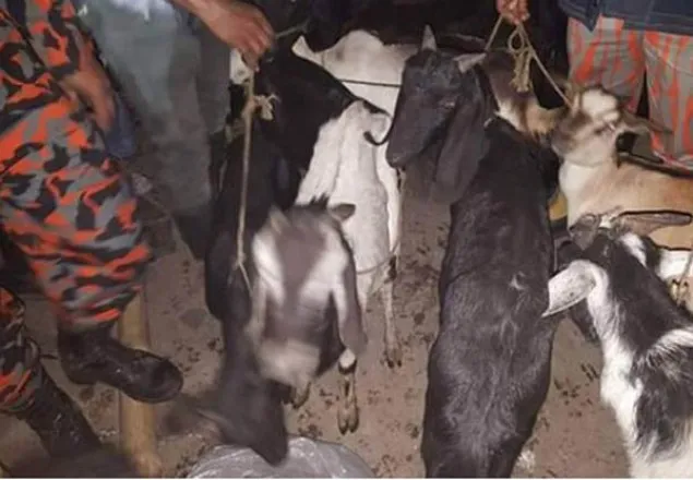 আগুনে পোড়া মার্কেট থেকে ৯টি ছাগল জীবিত উদ্ধার