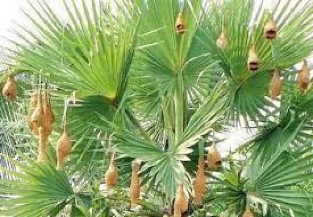 নড়াইলে হারিয়ে যাচ্ছে বাবুই পাখির বাসা