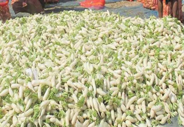 ‘বড় ইলিশ কিনব্যার গেলি ৫০ মণ মুলা বেইচ্যাও তো কাম হবি না’