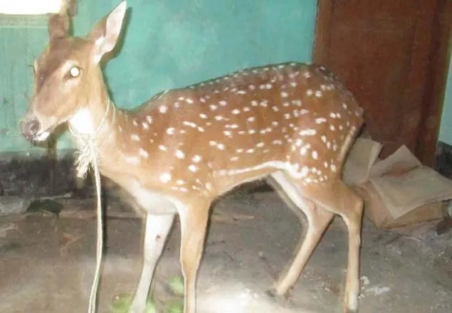 মেঘনা থেকে হরিণ উদ্ধার