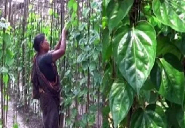 ভারতীয় পান আমদানীর কারনে লোকসানের মুখে পানচাষীরা 