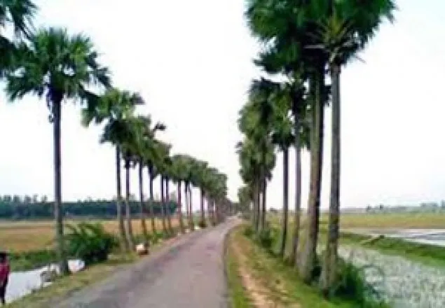 বজ্রপাত ঠেকাতে ১০ লাখ তালগাছ