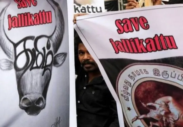 ভারতে ষাঁড়ের লড়াই 'জাল্লিকাটু' খেলায় ২ জন নিহত