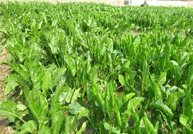 ঠাকুরগাঁও এ সুগার বিট চাষ হচ্ছে