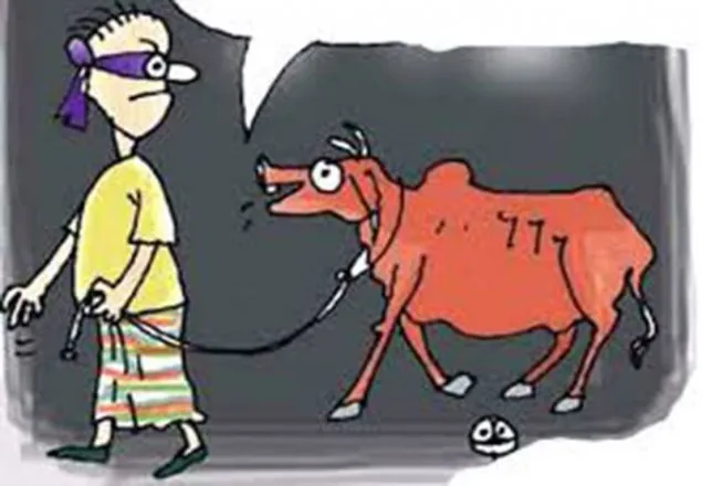 ঠাকুরগাঁওয়ে গরু চুরির হিড়িক