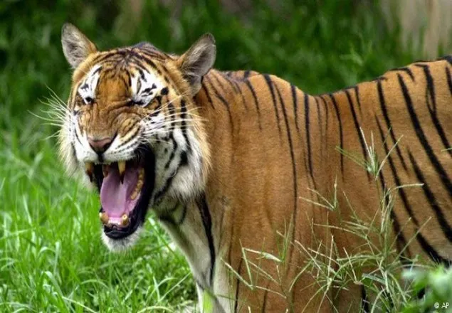 টিকিট ফাঁকি দিতে গিয়ে বাঘের খপ্পরে!