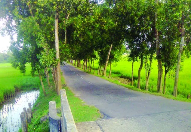 পলাশবাড়ী বিদেশী গাছের প্রভাবে দেশীয় গাছ বিলীনের পথে