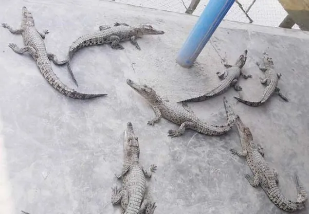 কুমির চুরির হোতা ধরতে আরো এক তদন্ত কমিটি