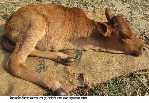 নীলফামারী ডিমলায় দুই পা বিশিষ্ট বাছুরের জন্ম