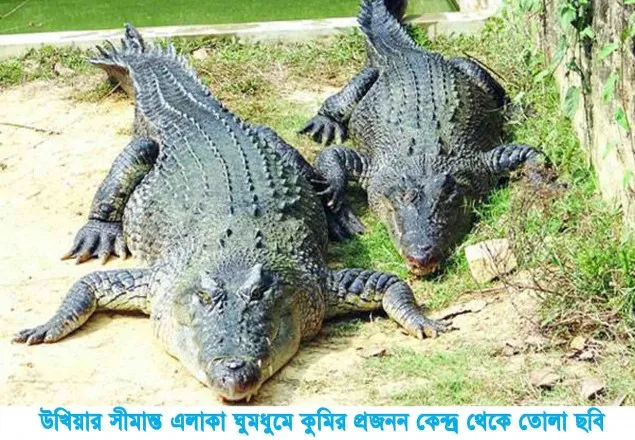ঘুমধুমে কুমির চাষে বিস্ময়কর সাফল্য
