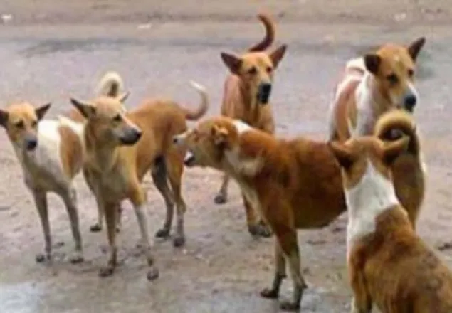 ওসির বাসভবনে দল বেঁধে পাগলা কুকুরের হামলা