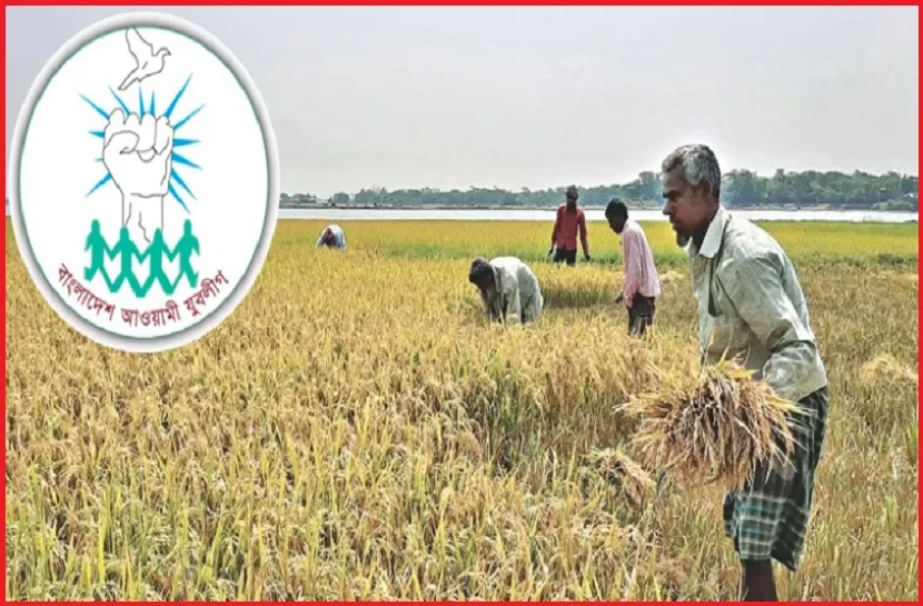 কৃষকের ধান কেটে দেওয়ার আহ্বান জানিয়েছে যুবলীগ
