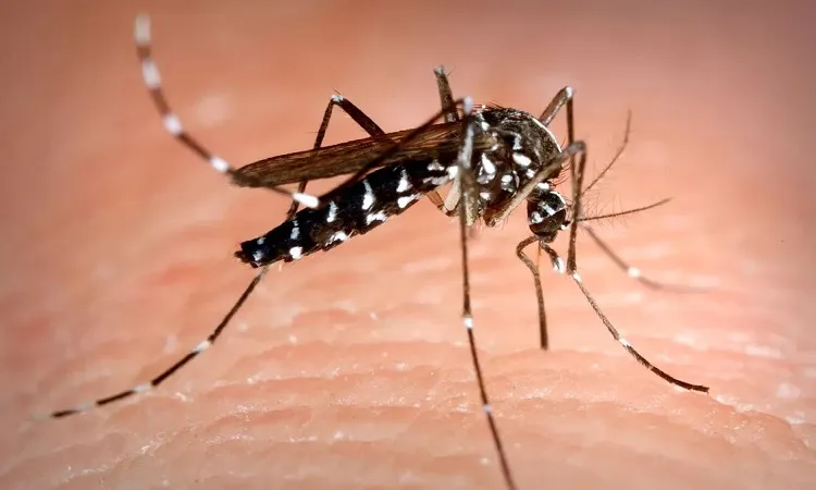 ডেঙ্গুতে আরও ১৩ জনের মৃত্যু