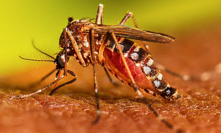 Dengue Fever: No death, 113 patients hospitalised in 24hrs