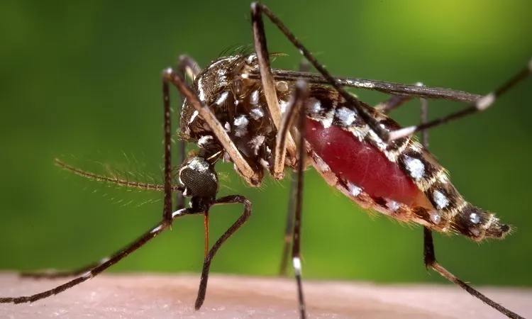 Dengue outbreak risk in Dhaka