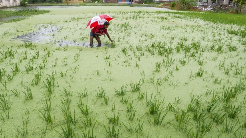 Incessant rain floods new areas in Khulna, devastates Aman paddy fields