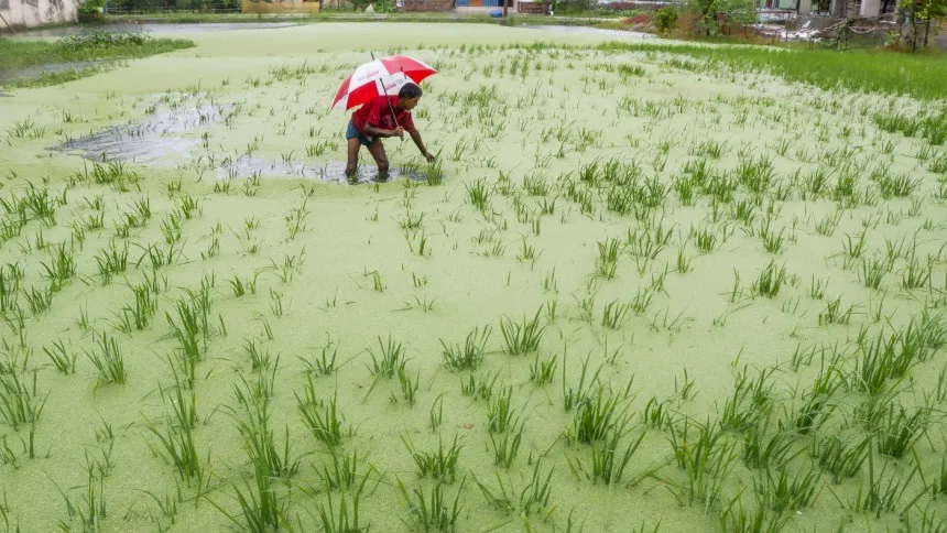 Incessant rain floods new areas in Khulna, devastates Aman paddy fields