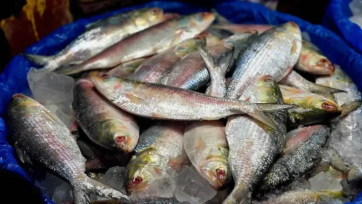 নিষেধাজ্ঞা শেষে জমজমাট বরিশালের ইলিশ মোকাম