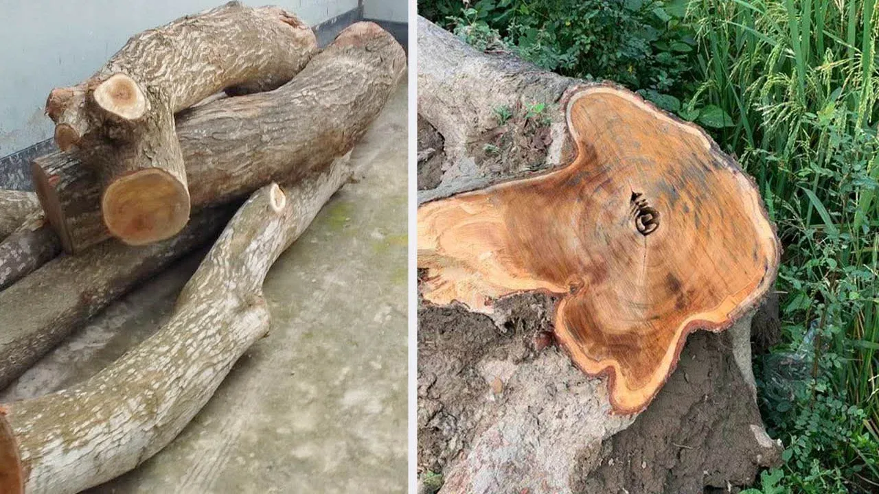সড়কের সরকারি গাছ কাটার অভিযোগ যুবদল নেতার বিরুদ্ধে