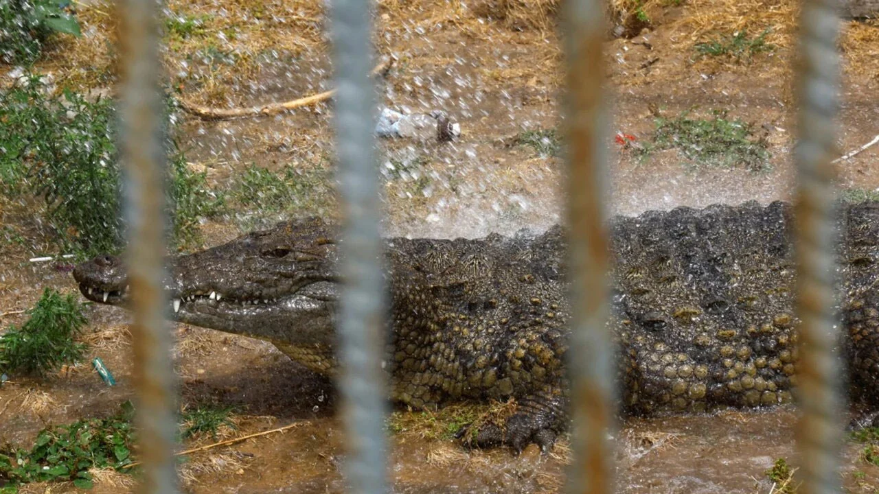 Amardesh_israel_crocodile-66dbf9