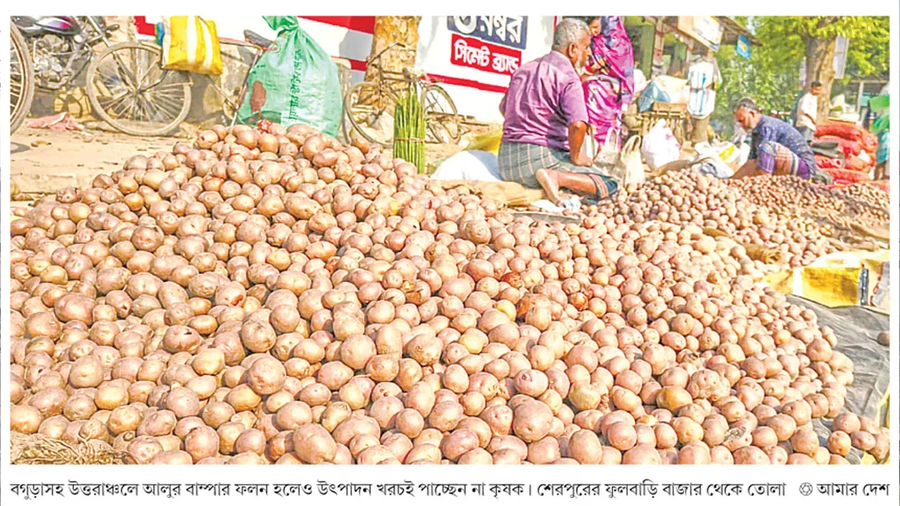 উত্তরাঞ্চলে আলুর বাম্পার ফলনেও ক্ষতির মুখে চাষিরা