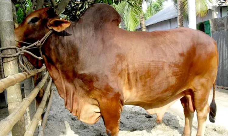 কোরবানির পশুর হাট ও ঈদুল আজহার অর্থনীতি