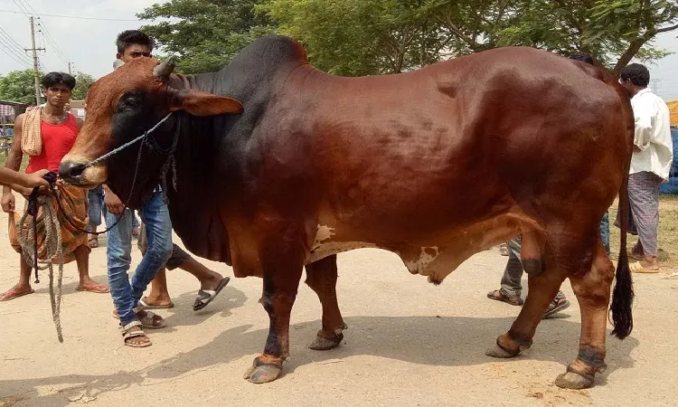 সুস্থ গরু চেনার উপায়