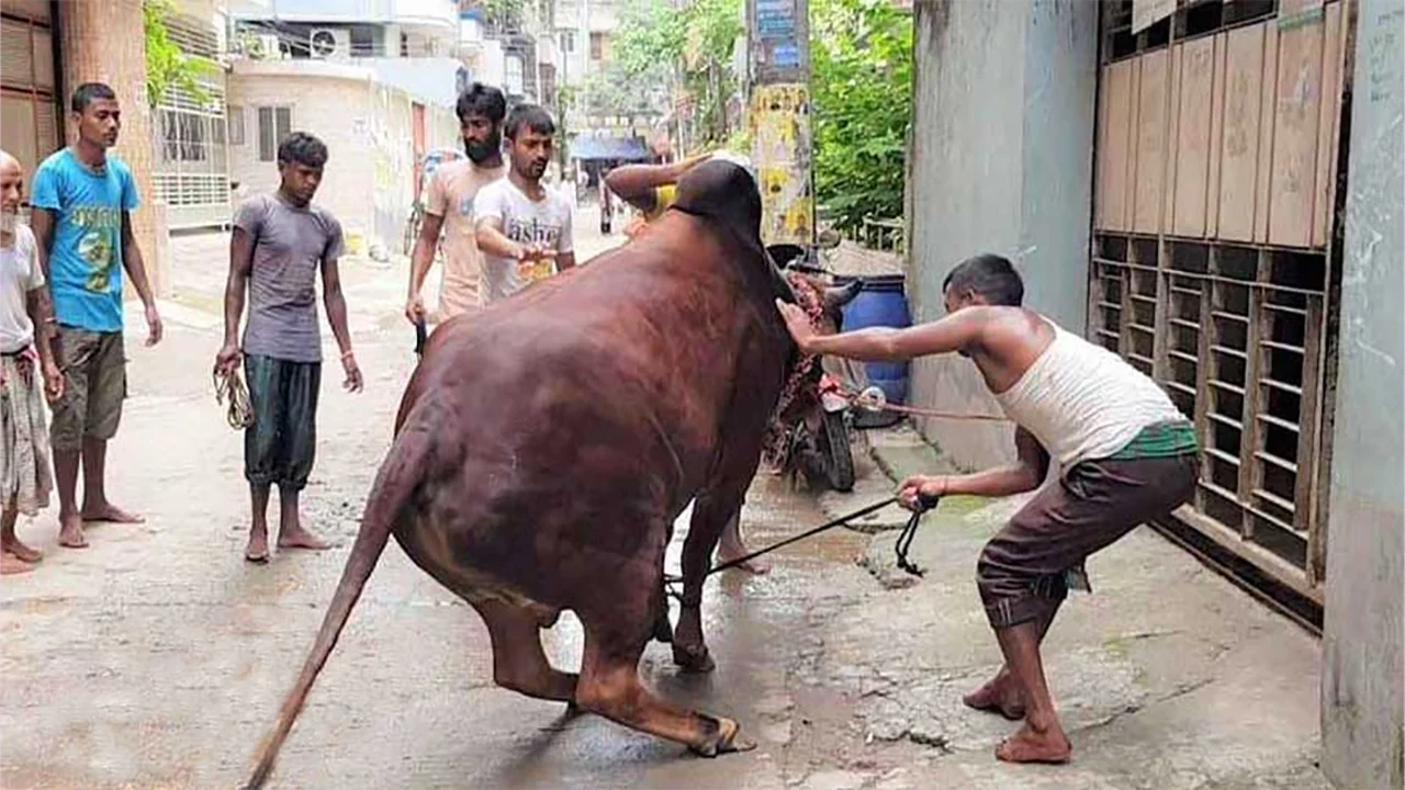 Cow-2_NOFkELD