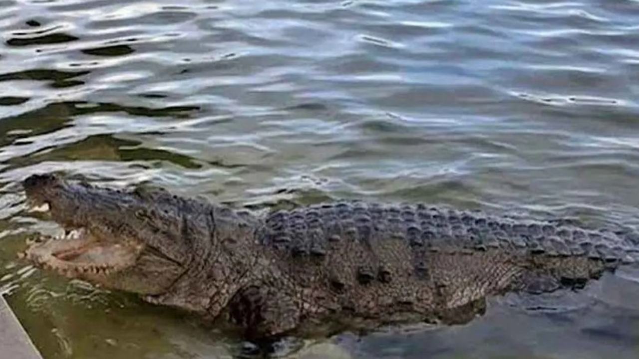 Crocodiles
