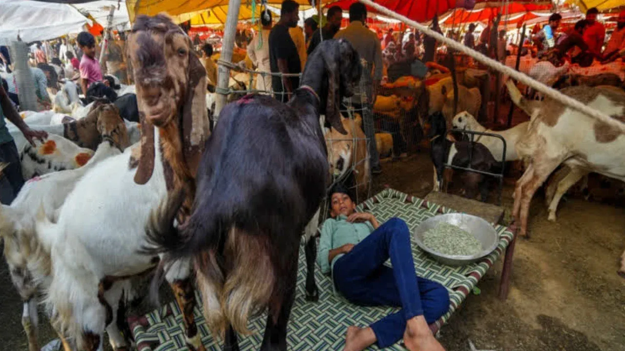 দিল্লিতে কোরবানি নিয়ে কঠোর বিধিনিষেধ