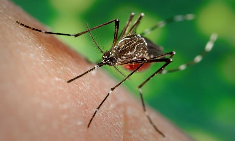 1 more die in dengue fever