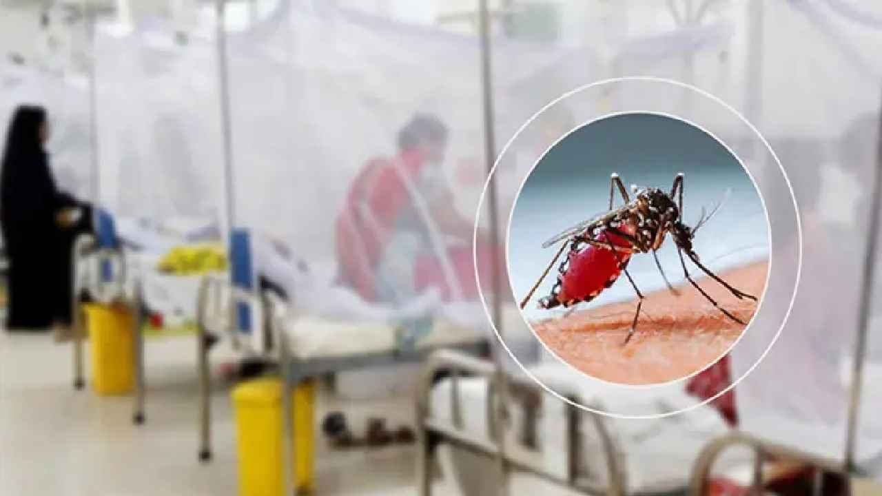 Dengue_deaths_20260903_163322187