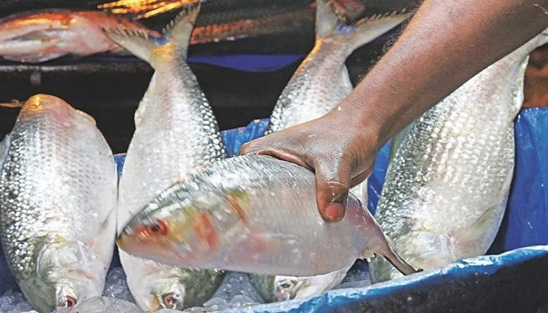 ভারতে ইলিশ রপ্তানি বন্ধে সরকারকে আইনি নোটিশ