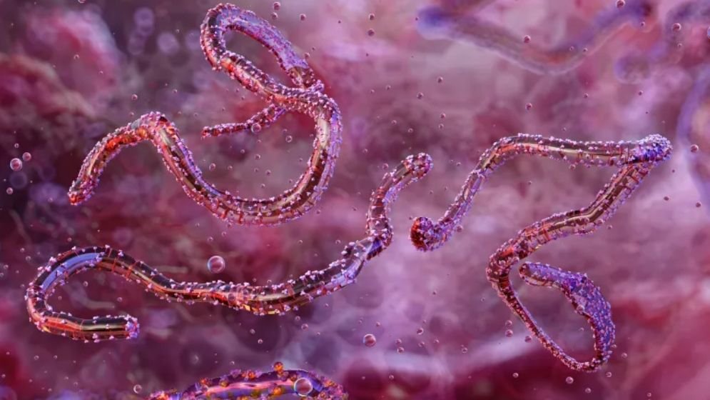 Ethiopia-confirms-first-outbreak-of-Marburg-virus-6917f088dcb95