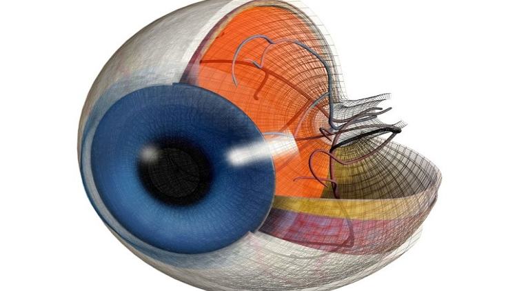 Retinal Immune Cells May Hold Key to Preventing Diabetes-Related Vision Loss