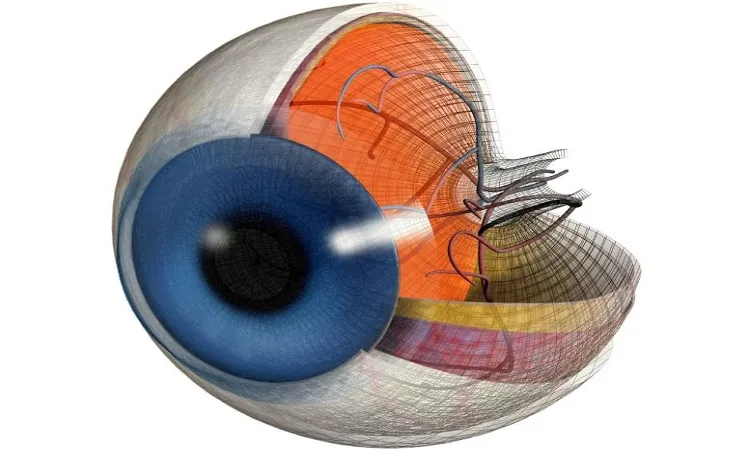 Retinal Immune Cells May Hold Key to Preventing Diabetes-Related Vision Loss