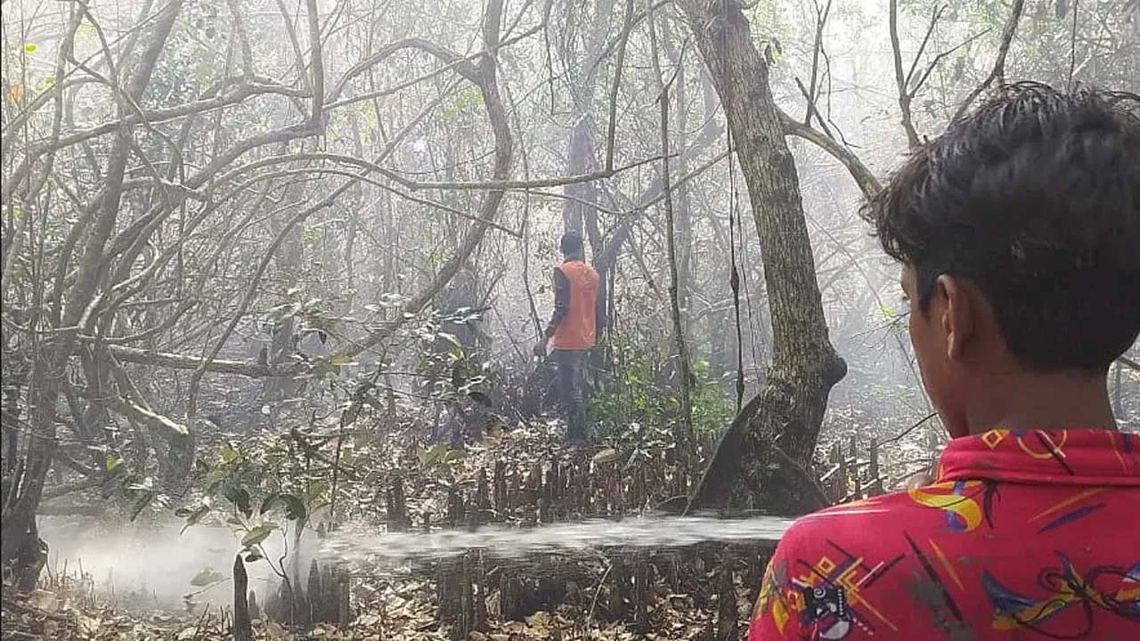 সুন্দরবনে কেন বারবার আগুন?