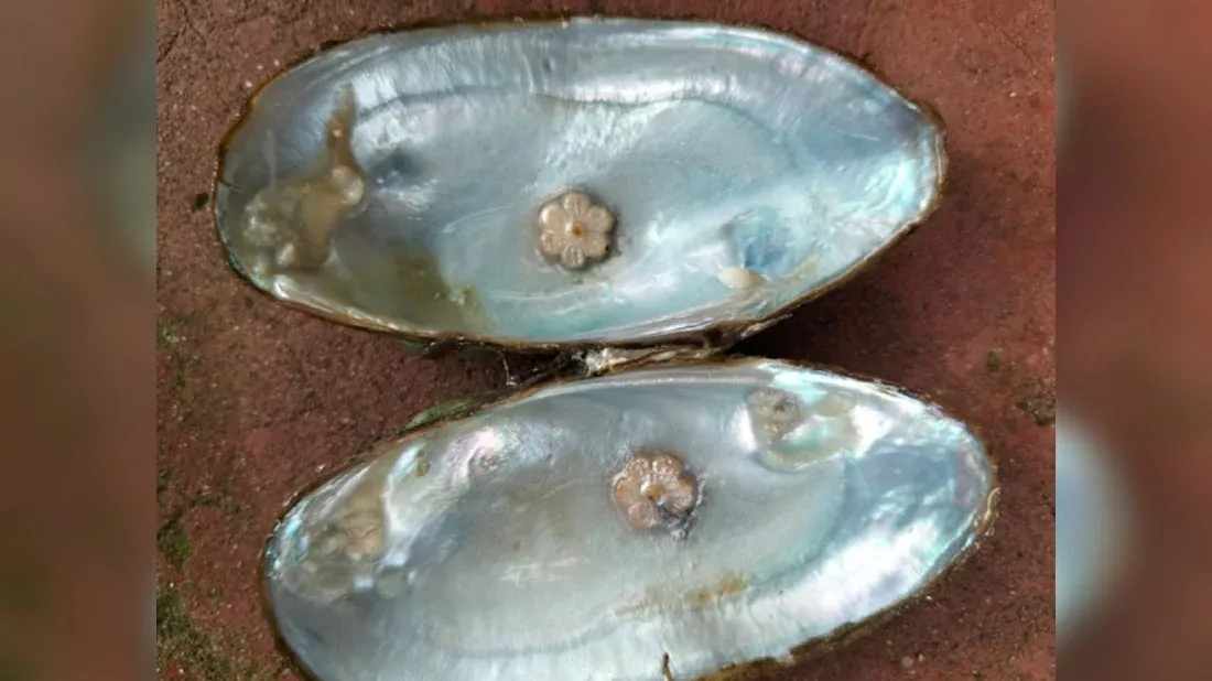মুক্তা চাষে অর্থনৈতিক সমৃদ্ধির হাতছানি