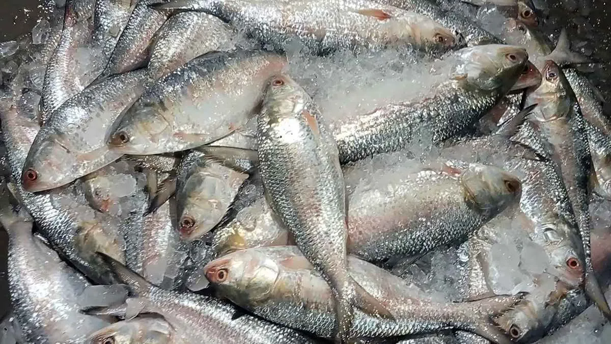 প্রথমবার ভারত থেকে ইলিশ আমদানি!