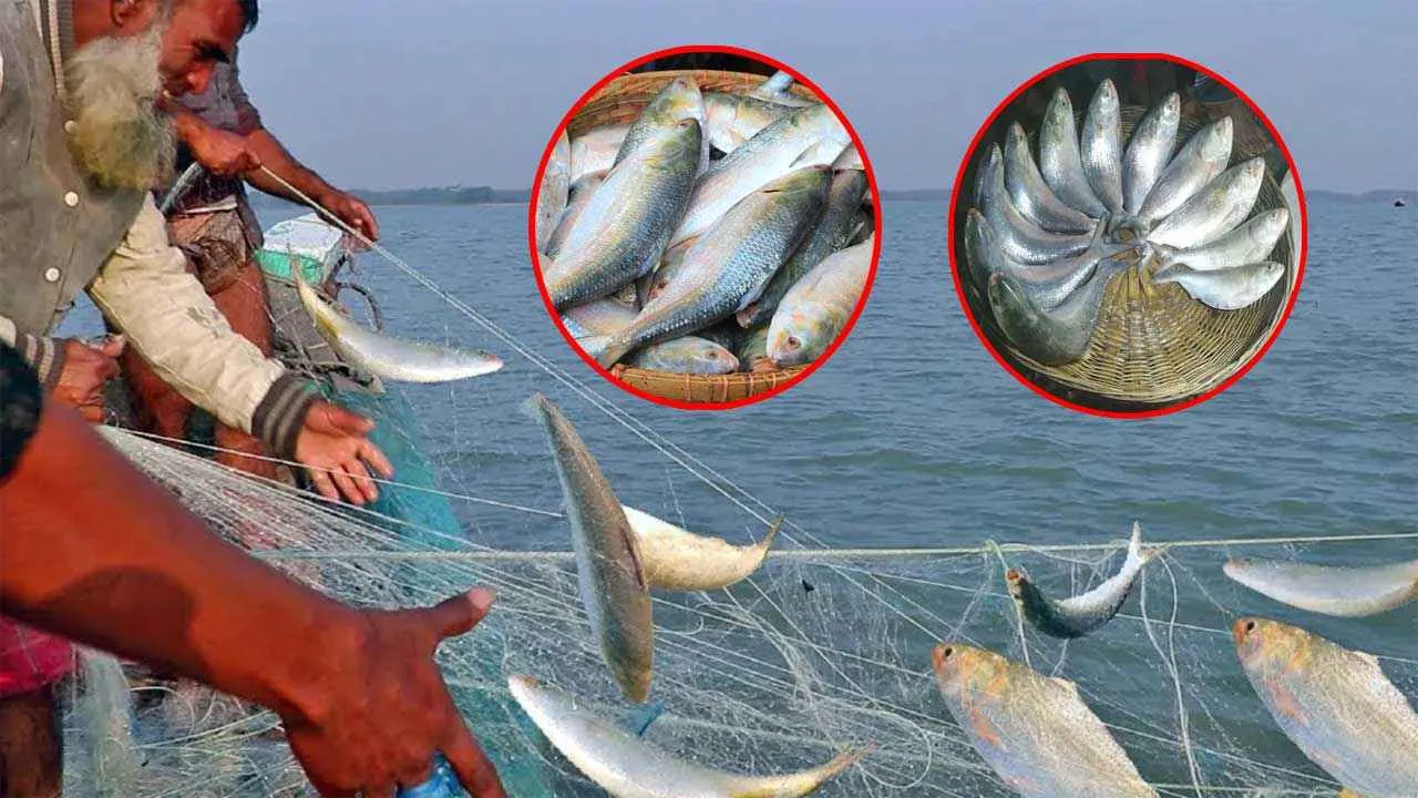 নিষেধাজ্ঞা অমান্য করে রাজধানীতে ইলিশ বিক্রি
