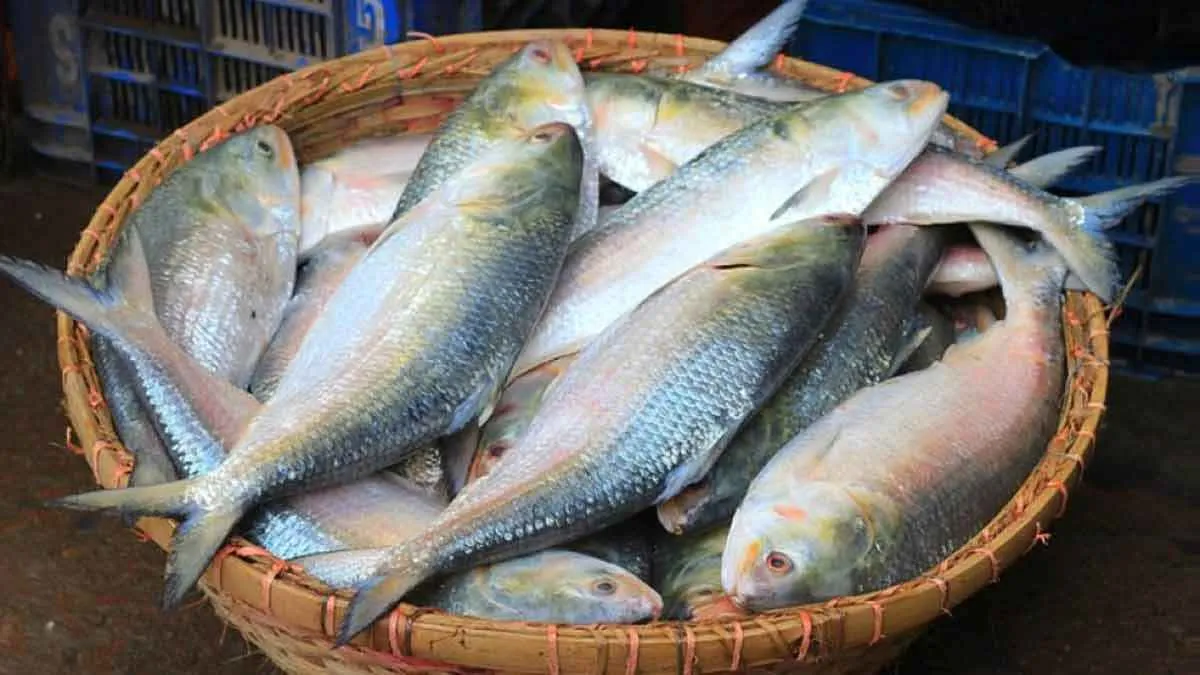 অনুমোদনের এক চতুর্থাংশ ইলিশও যায়নি ভারতে!