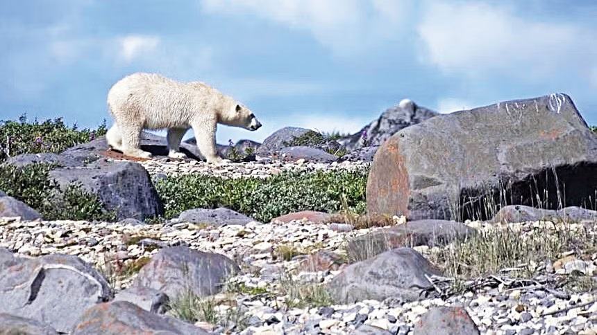 Human activity risking Earth’s life-support systems