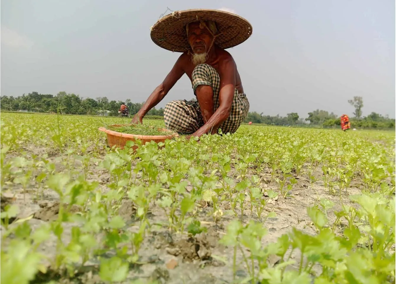 ধনেপাতা চাষে কৃষক ফিরে পাচ্ছে আর্থিক স্বচ্ছলতা